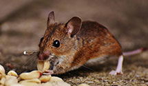 24 Hour & Emergency Exterminators in Stony Fork, NC